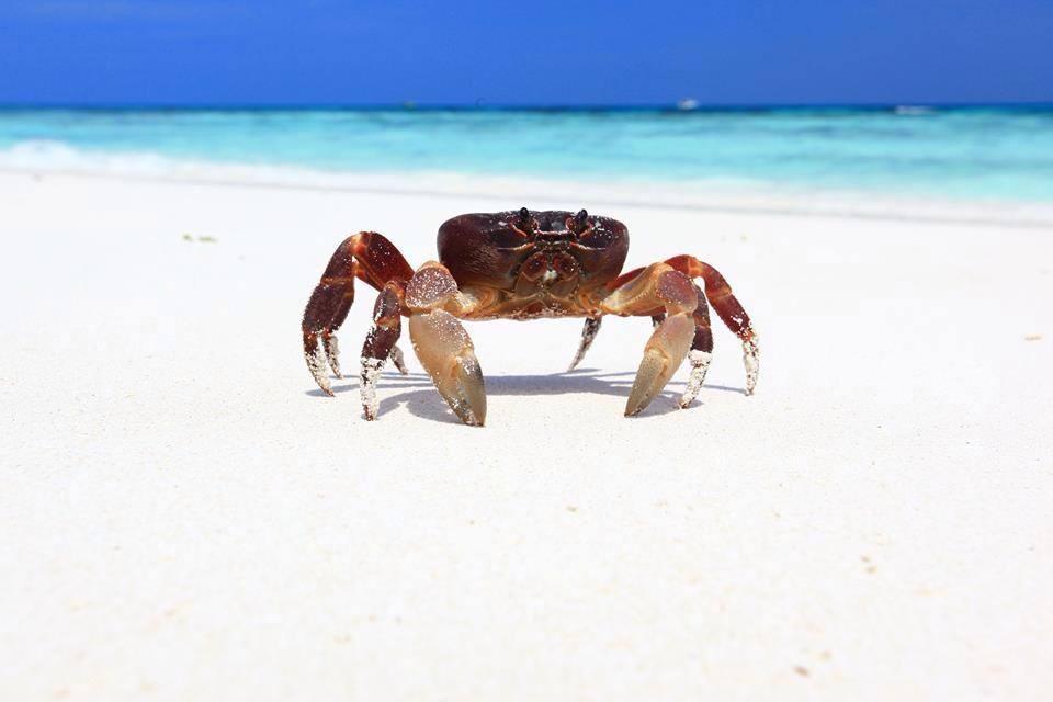 tachai-island-crab-on-the-island.